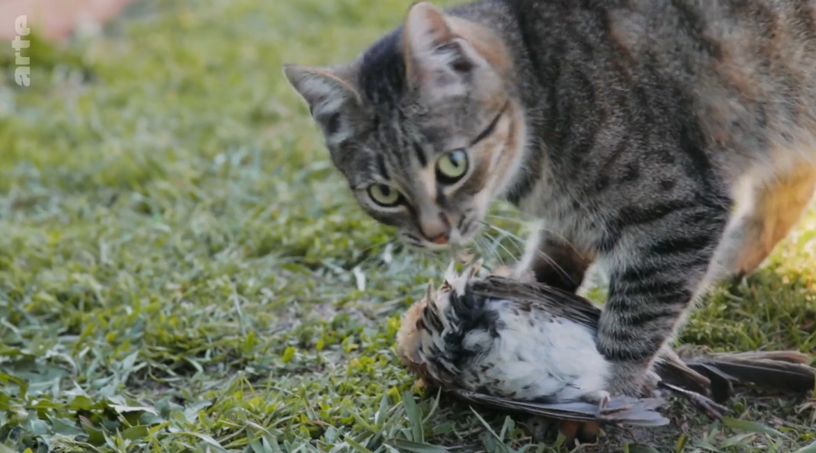 [Vidéo] Reportage : Faut-il chasser les chats?
