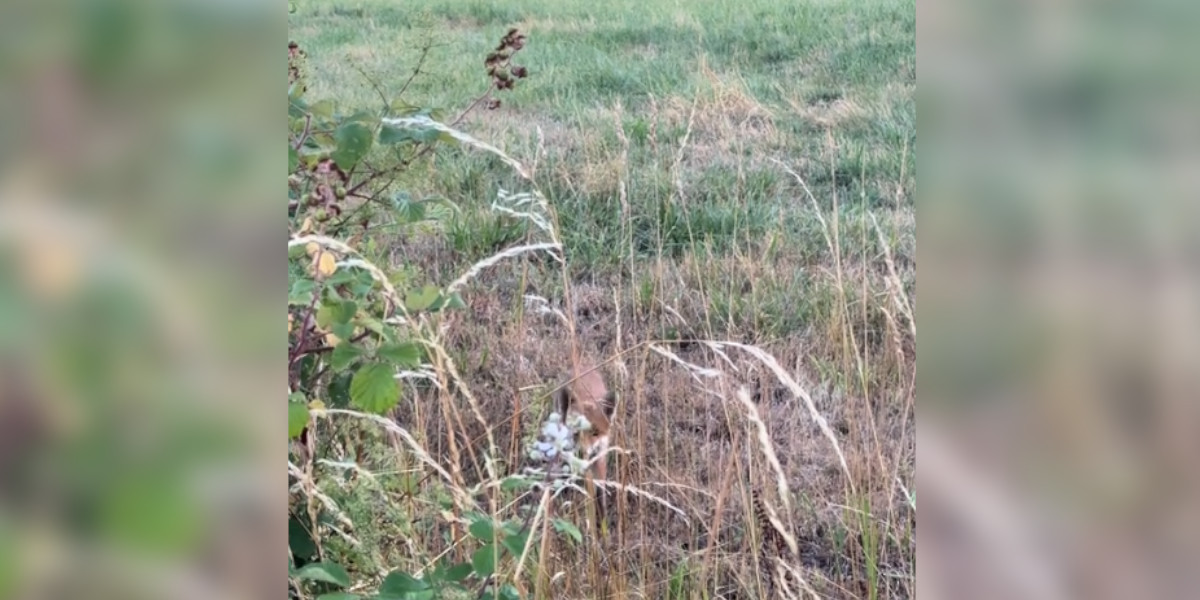 [Vidéo] Voyez-vous ce tout jeune renard qui rend visite à un chasseur à l’affût?