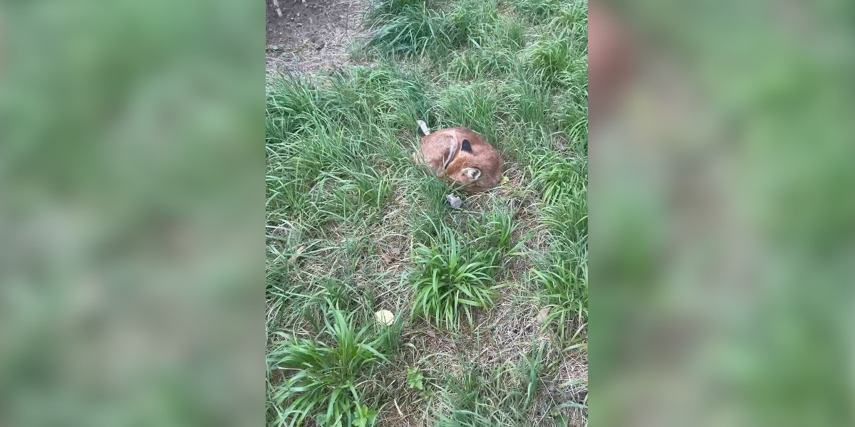 [Vidéo] En pleine chasse à l’approche, il tombe sur un renard qui fait sa sieste