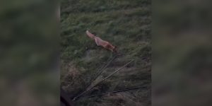 renard vole un trepied