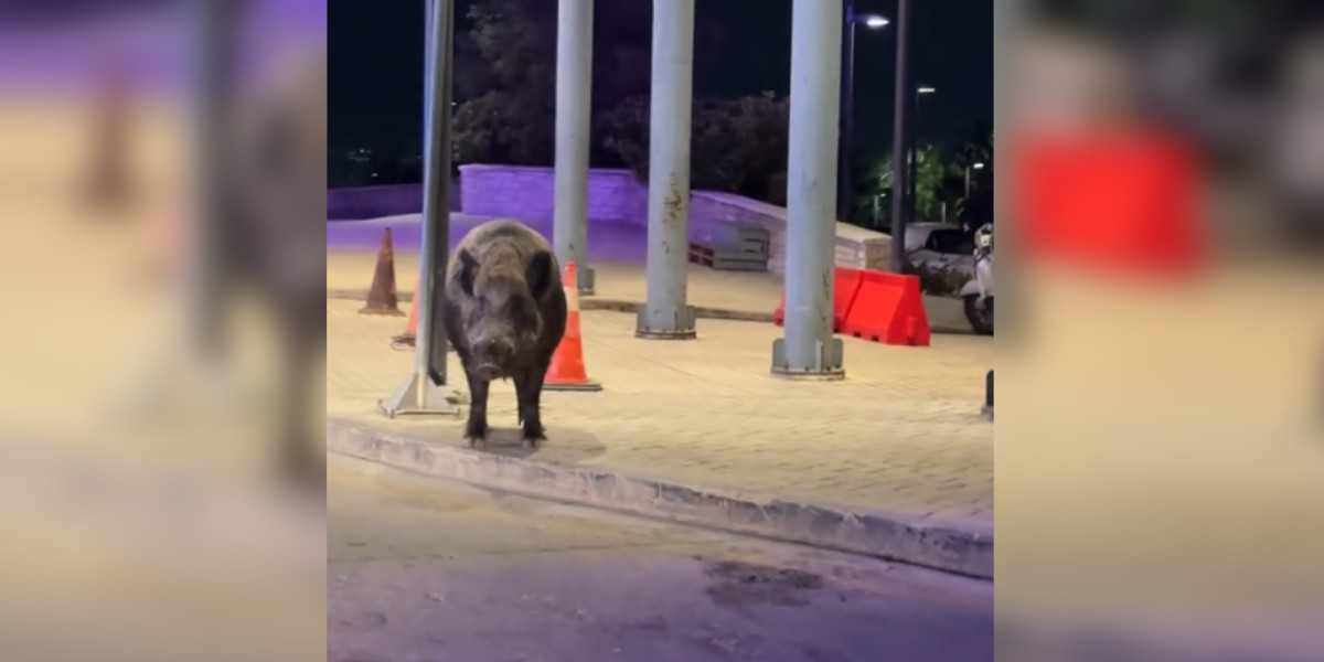 [Vidéo] En Grèce aussi, les sangliers se promènent en ville