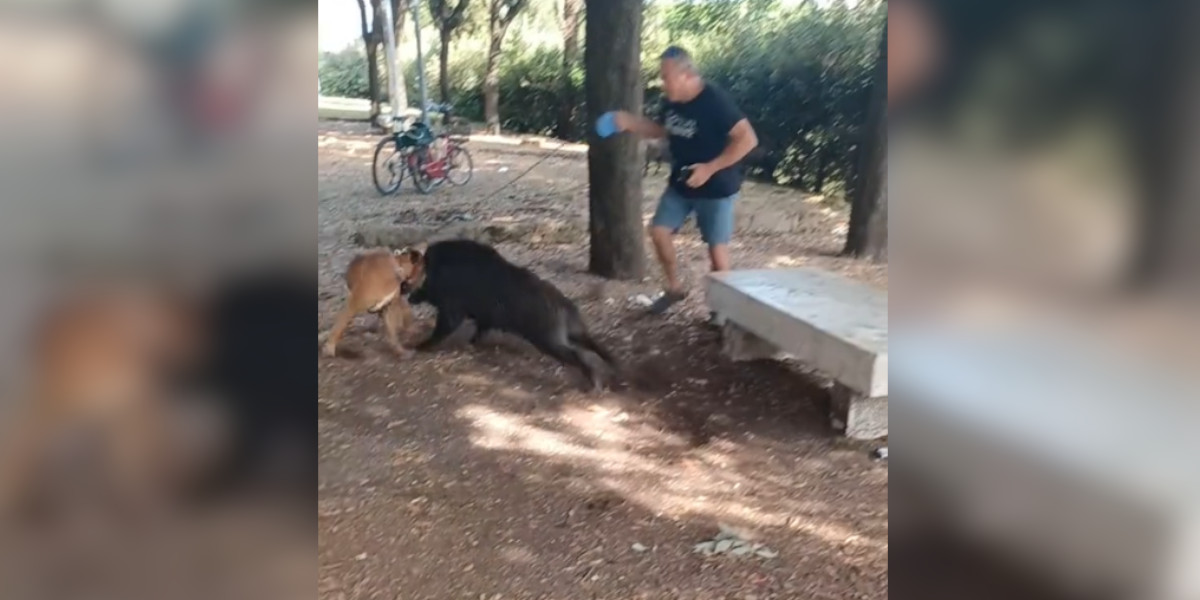 [Vidéo] Un sanglier s’en prend à un chien en balade dans un parc