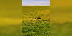 sanglier charge un chien