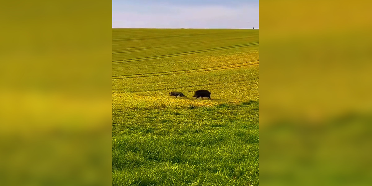 [Vidéo] Quand les rôles changent en pleine chasse