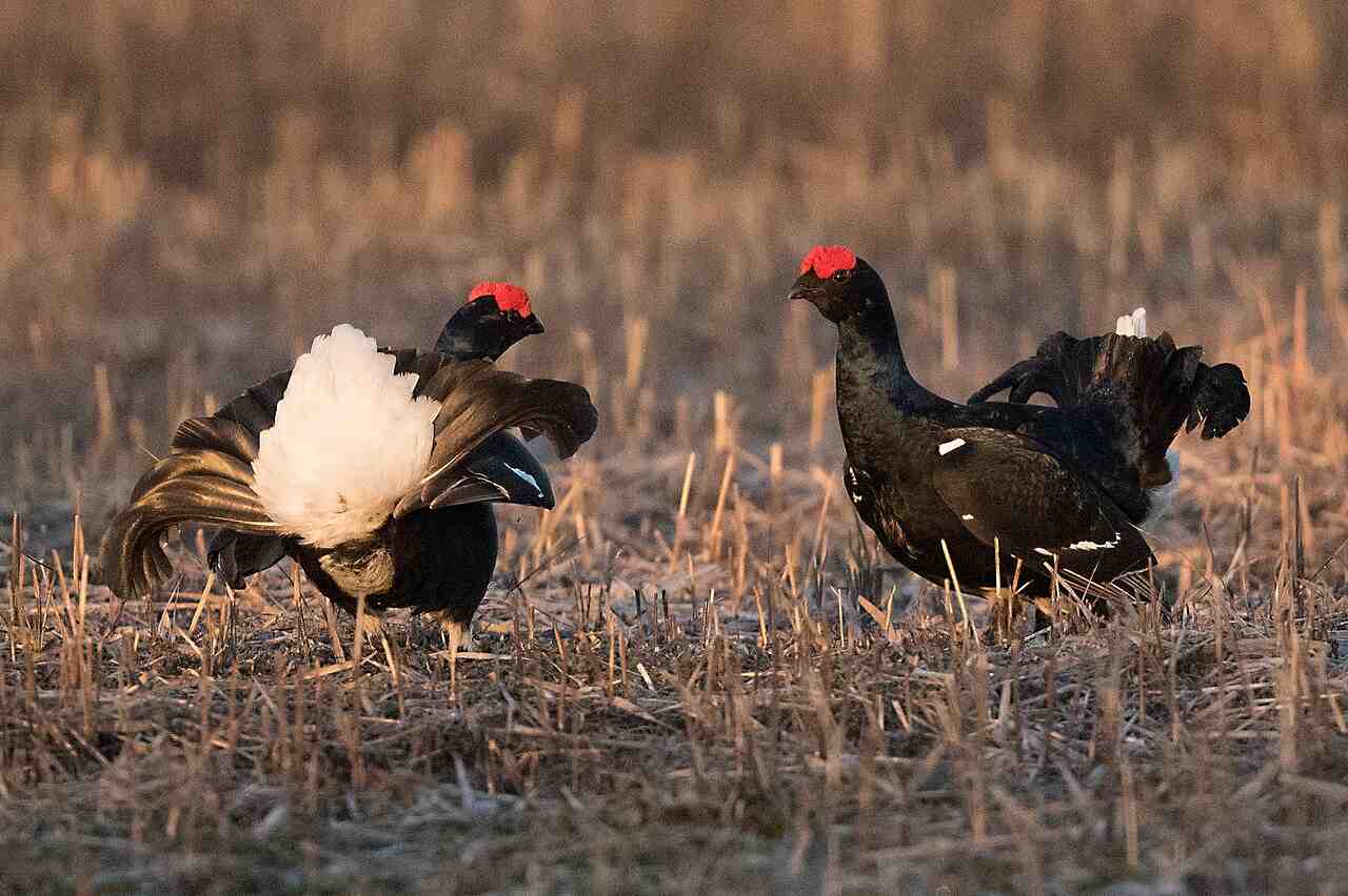 La Région Auvergne-Rhône-Alpes soutient les chasseurs et la conservation du Tétras-lyre dans le Vercors