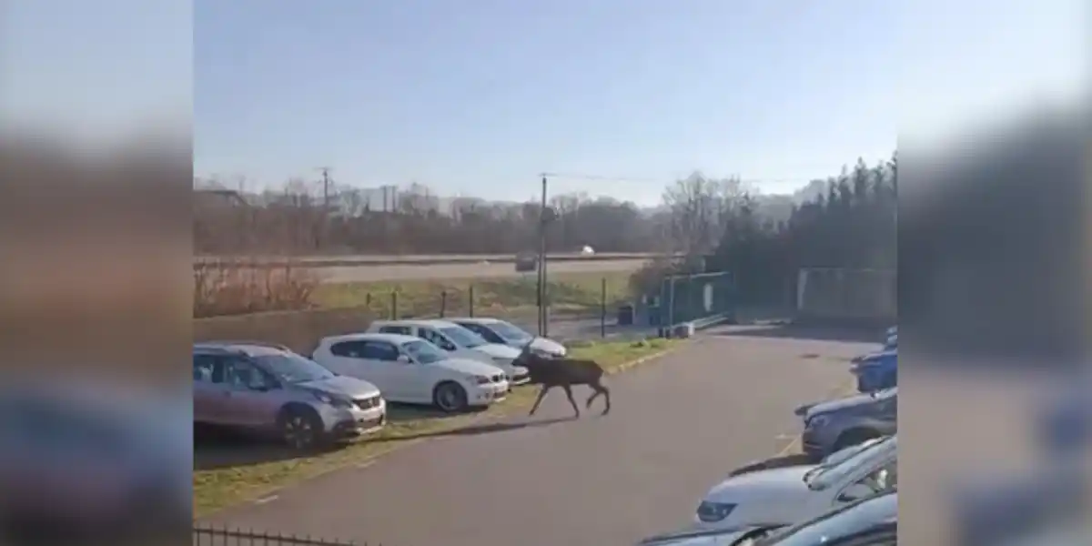 [Vidéo] Un cerf percuté de plein fouet par une voiture près d’un CFA dans les Vosges