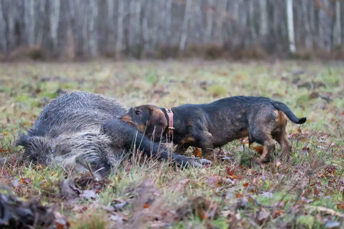 Haute-Loire : un premier cas de maladie d’Aujeszky détecté