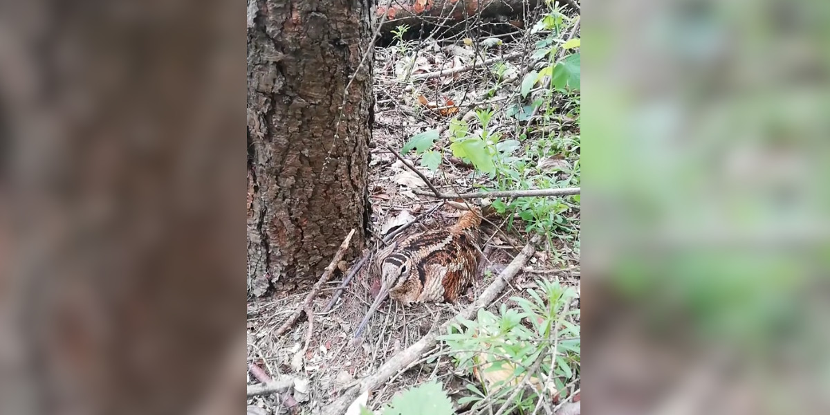 [Vidéo] Une bécasse sur son nid découverte pendant des travaux dans les bois