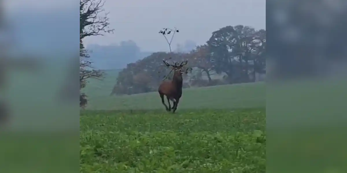 [Vidéo] Le cerf filmé dans cette vidéo serait-il le fameux « cerf feuille »?