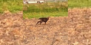 chamois Clermont-Ferrand