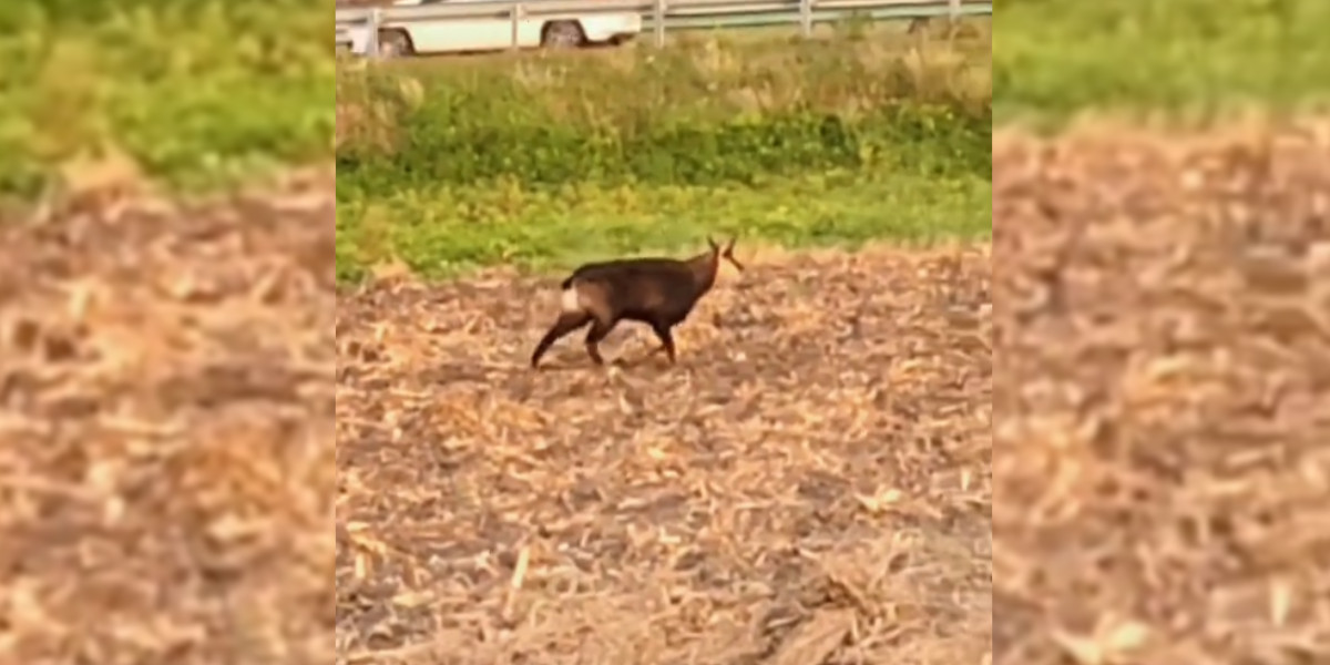 [Vidéo] Un chamois aperçu le long d’une route près de Clermont-Ferrand