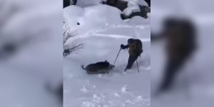 charge sanglier sur skieur