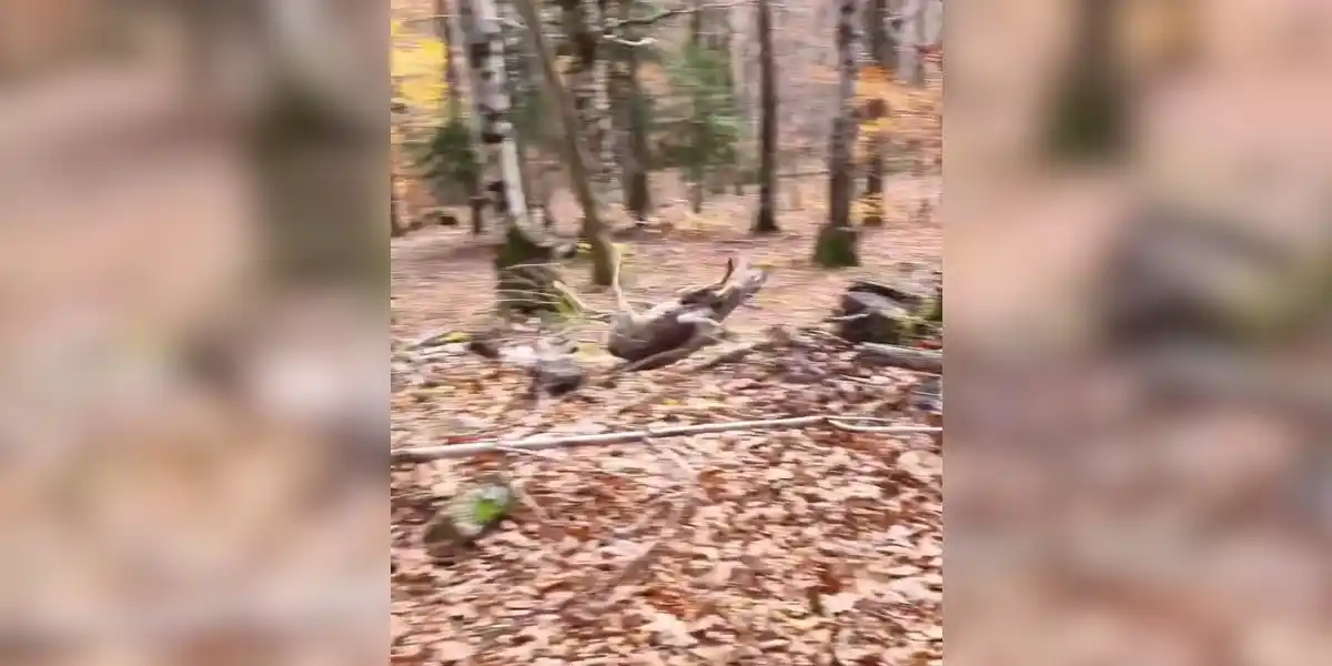 [Vidéo] Un chevreuil se loupe complètement en essayant de fuir un promeneur