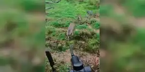 chevreuils maladroits