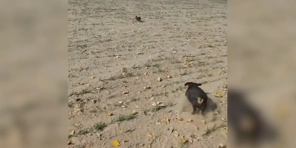 chien de chasse trop gras