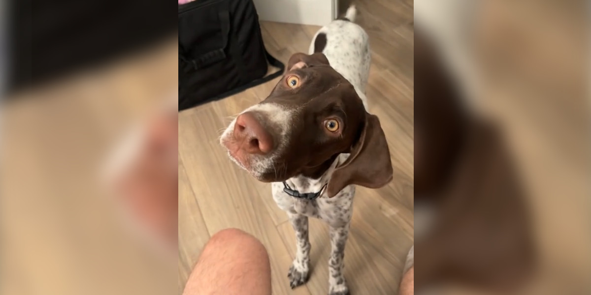 [Vidéo] Un chien de chasse découvre l’harmonica pour la première fois