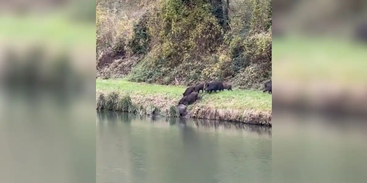 [Vidéo] Une compagnie de sangliers traverse devant une écluse sous les yeux médusés d’un pêcheur