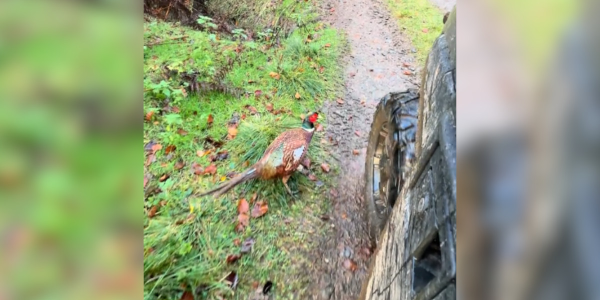 [Vidéo] Un coq faisan qui n’aime pas vraiment les pneus