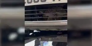 faisan coincé dans une calandre