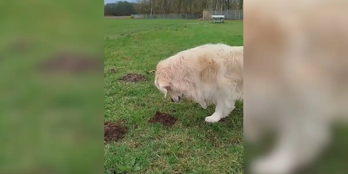 [Vidéo] Un golden retriever très intéressé par cette terre qui bouge