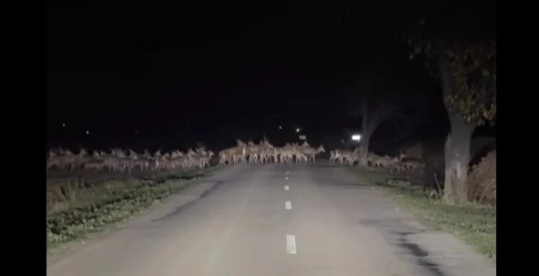 [Vidéo] Une harde de cervidés littéralement impressionnante