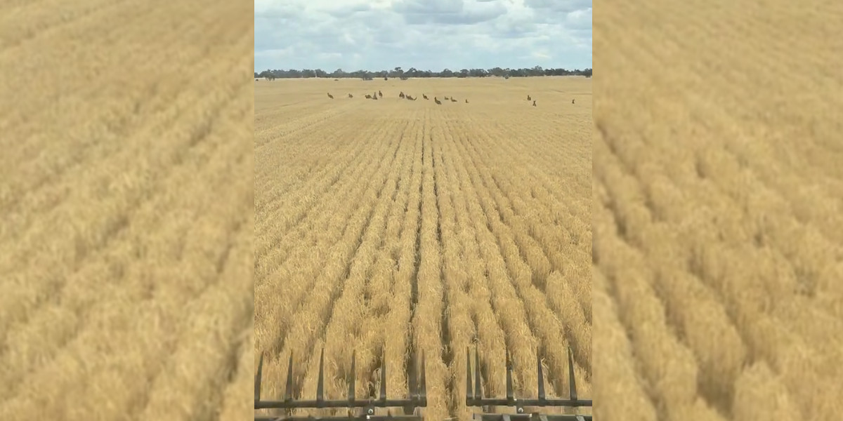 [Vidéo] En Australie, les agriculteurs ne sont pas ennuyés par les sangliers mais par un autre animal…