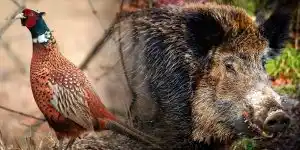 petit-ou-grand-gibier