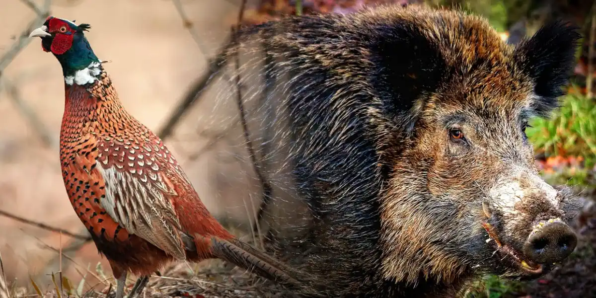 Débuter la chasse : grand gibier ou petit gibier?