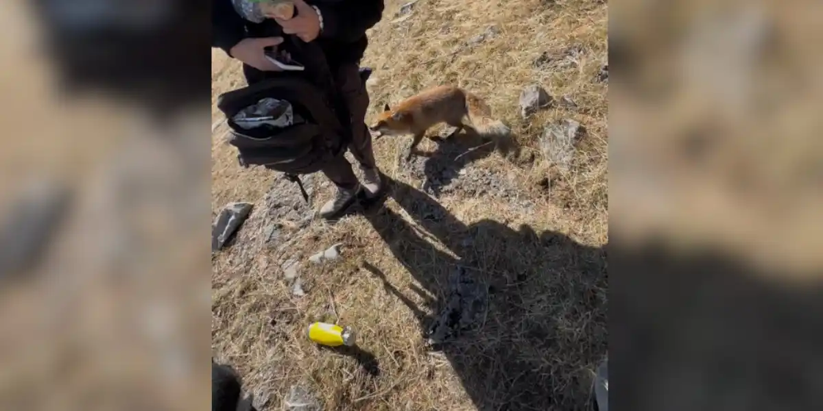 [Vidéo] Un renard s’attaque à un promeneur dans le Mercantour