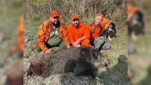 sanglier 171kg plaisance