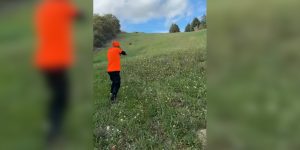 sanglier au calibre 12