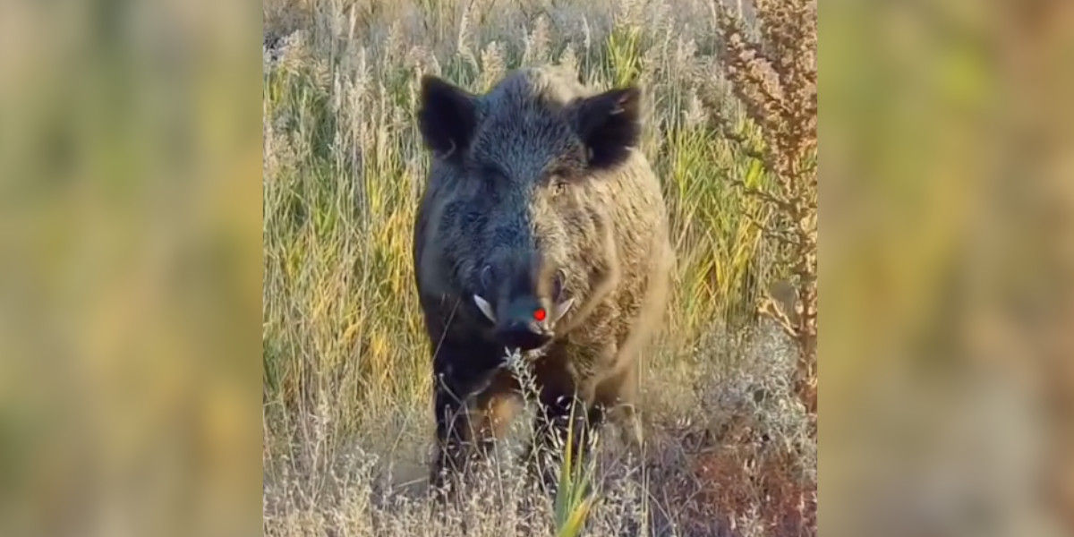 [Vidéo] Sanglier : un véritable colosse filmé en shotkam