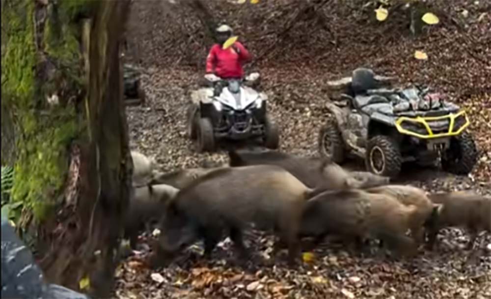 [Vidéo] Des sangliers pas du tout effrayés par des quads et des motos