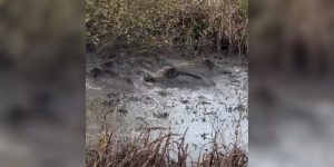 sangliers dans la fosse