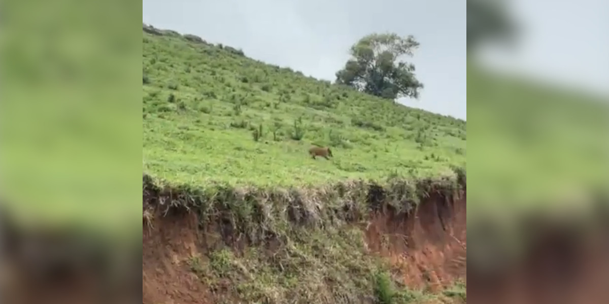 [Vidéo] Un marcassin fait un bond impressionnant pour sa petite taille