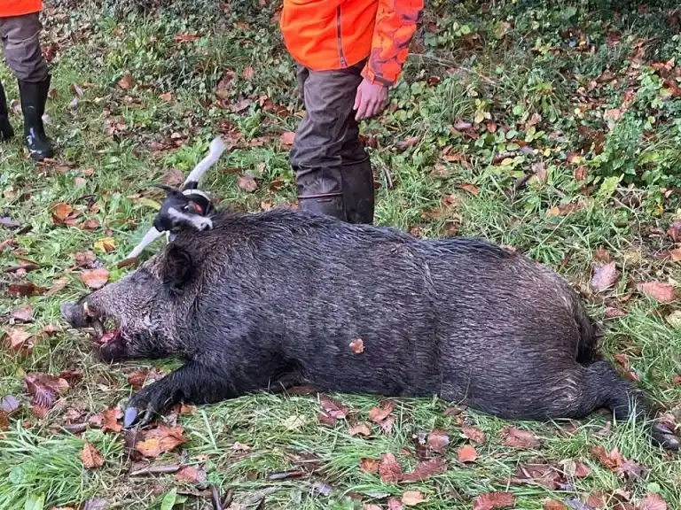 Un sanglier de 174 kg prélevé en Charente