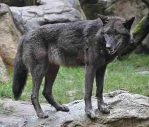 Loup-gris-noir