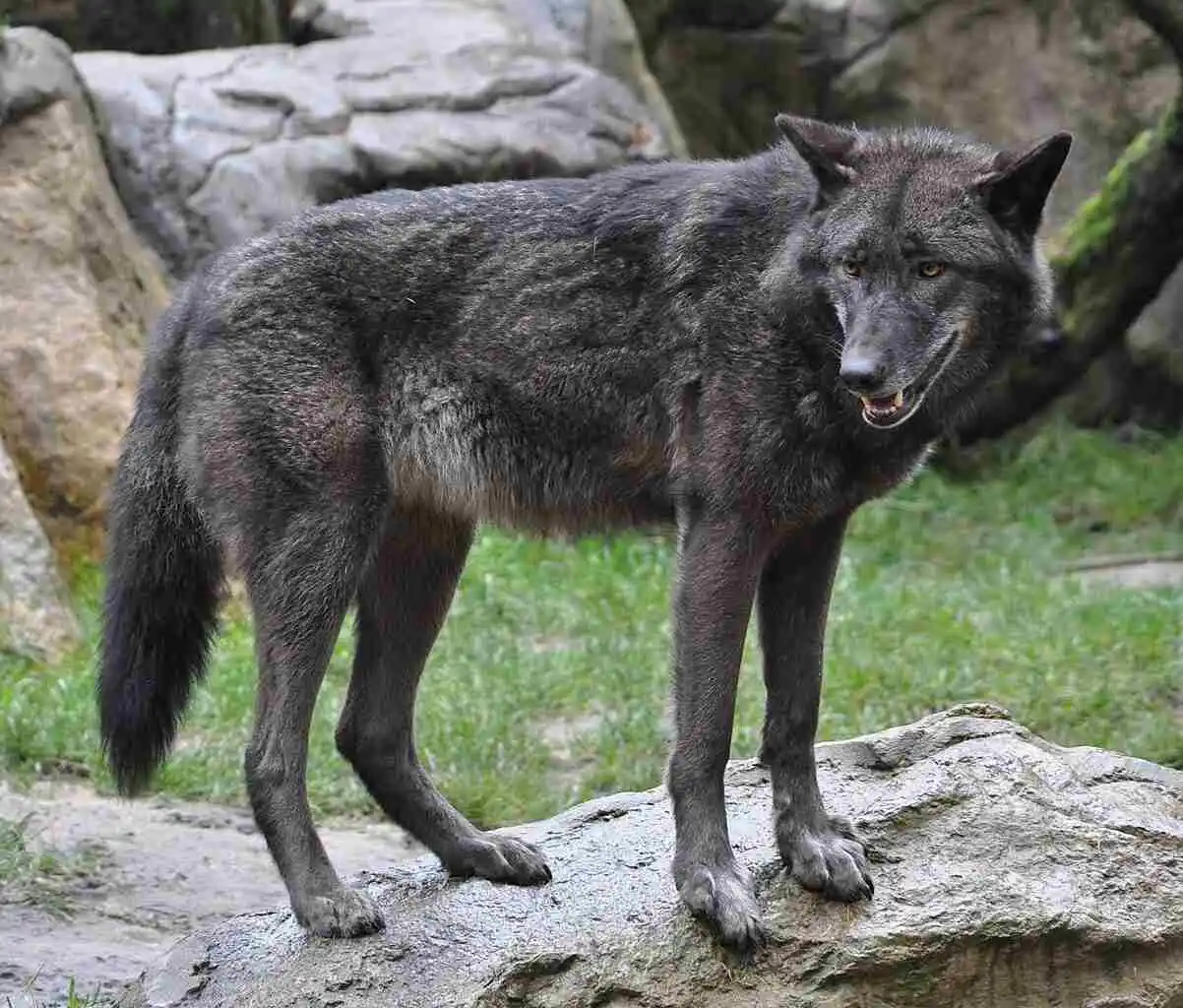 La présence d’une meute de loups noirs confirmée en France grâce à la Fédération des chasseurs du Var
