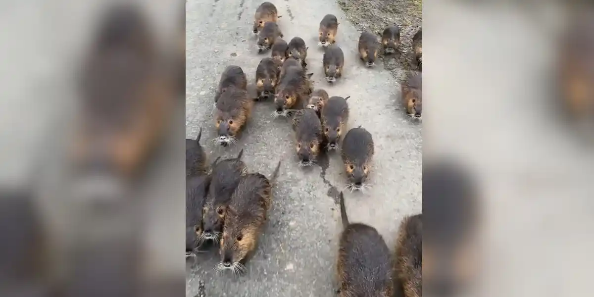 [Vidéo] Un homme suivi par une petite armée de ragondins