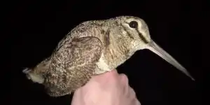 becasse baguee fdc24