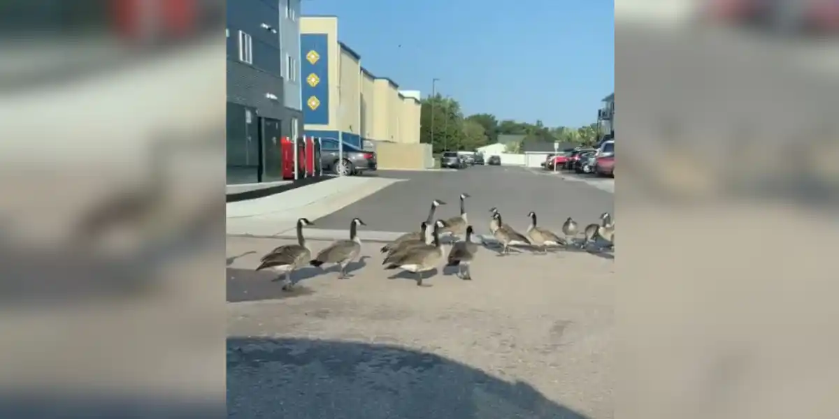 [Vidéo] Un paquet de bernaches se pose à même la route