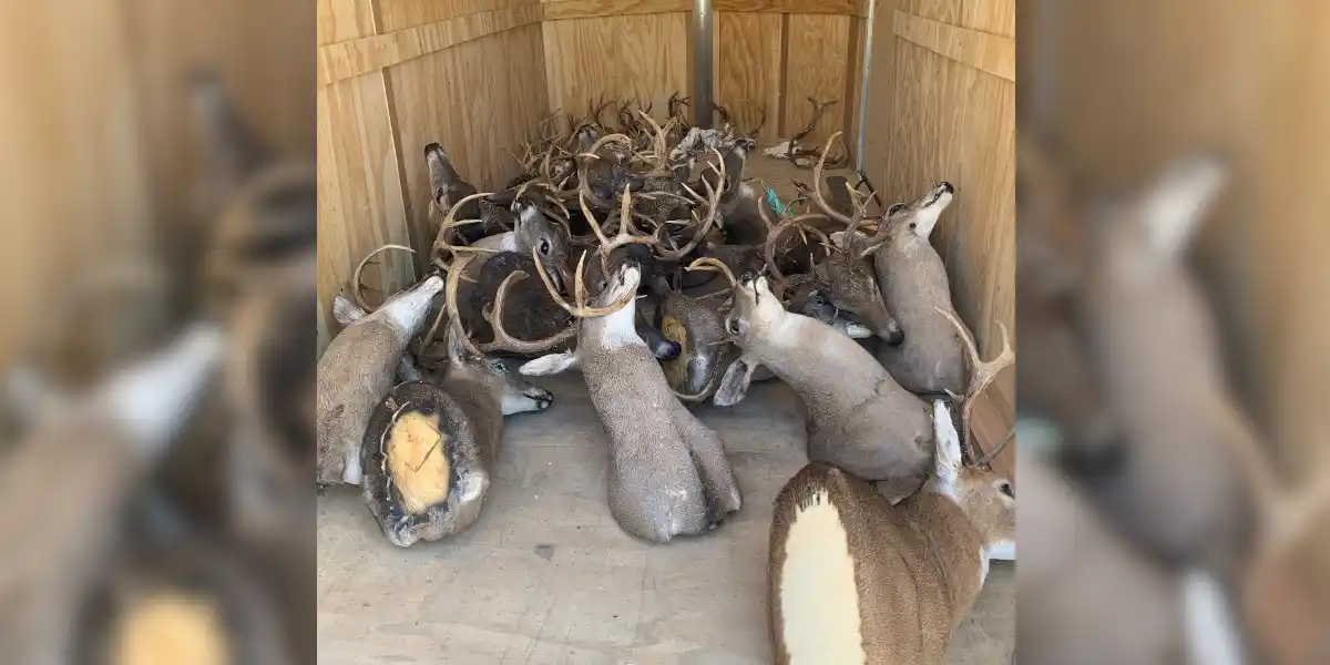 Un braconnier interdit de chasse à vie après la découverte d&rsquo;un véritable charnier de cerfs