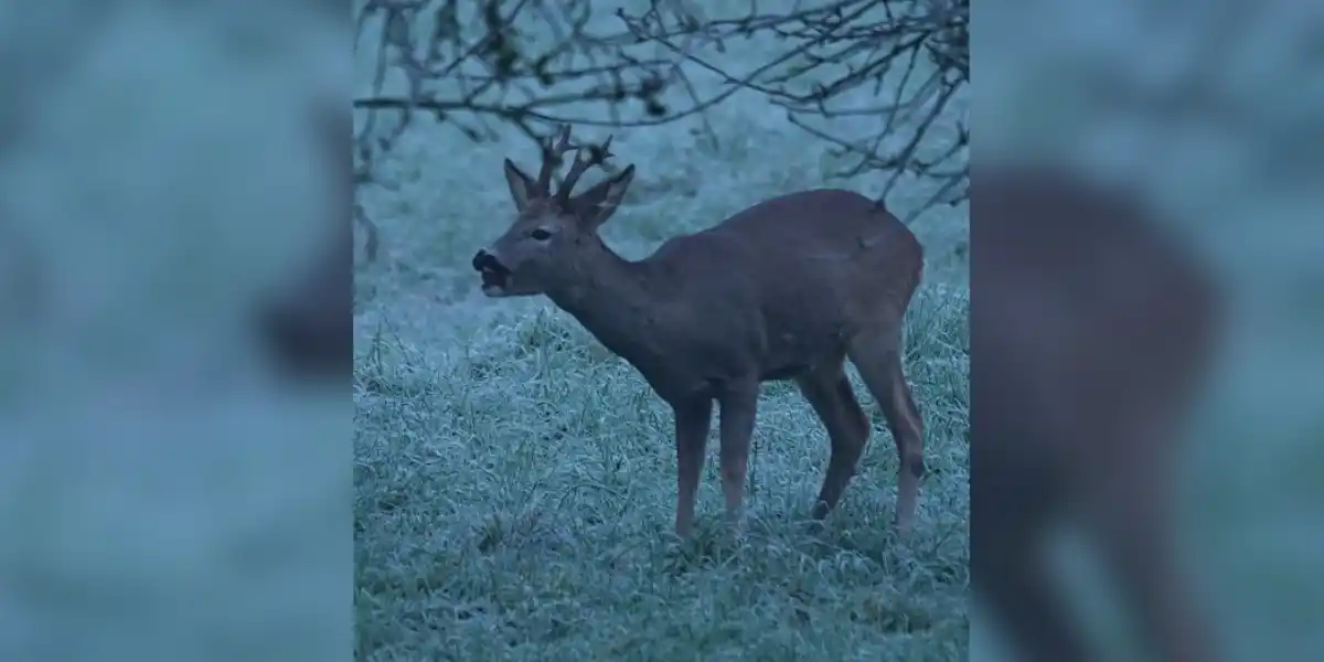 [Vidéo] Un beau petit brocard se régale de pommes gelées
