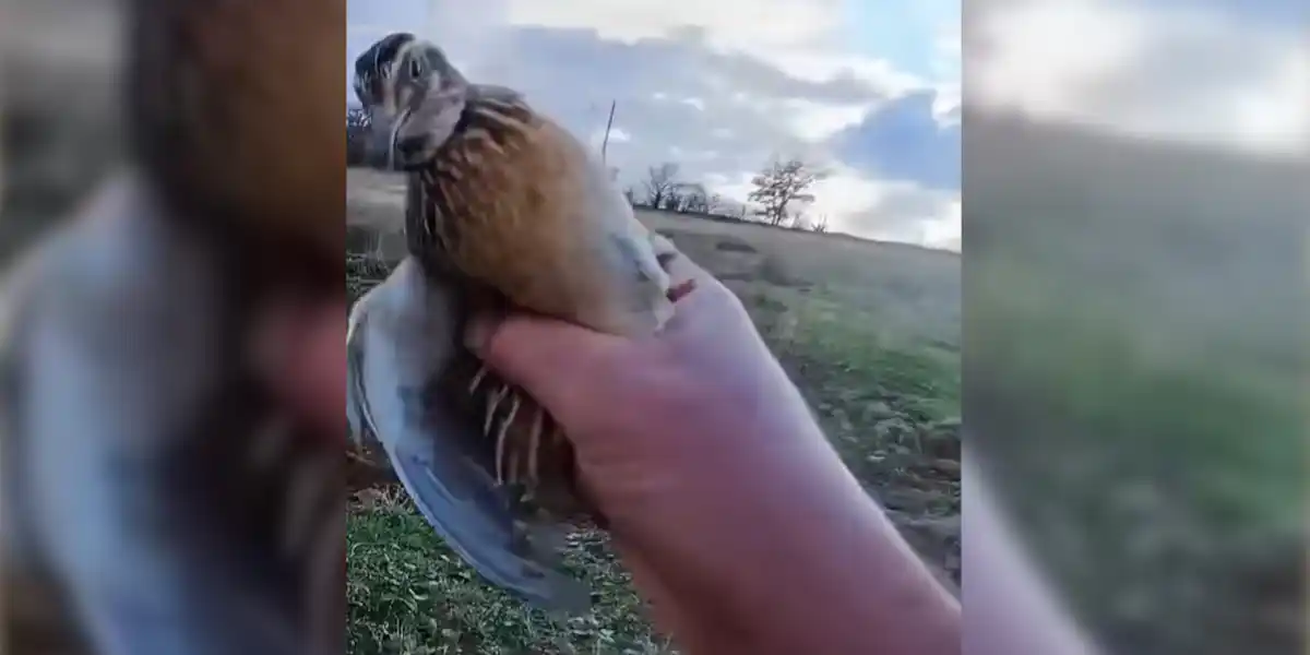 [Vidéo] Pas besoin de fusil quand on attrape le gibier au vol
