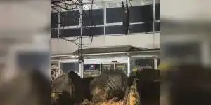 carcasse-sanglier-CR33