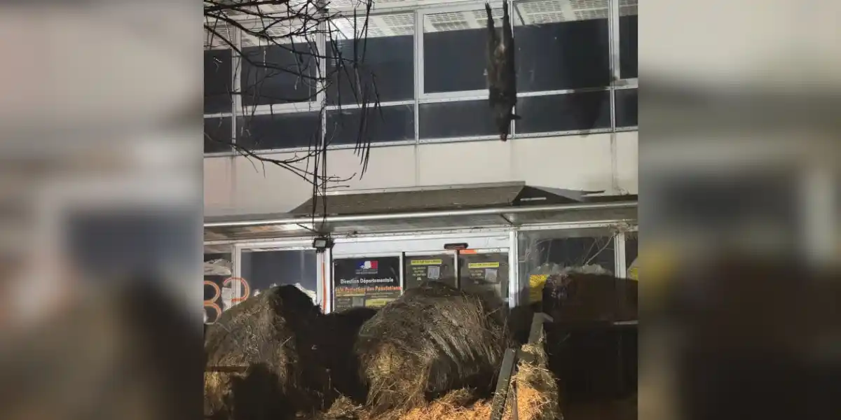 carcasse-sanglier-CR33