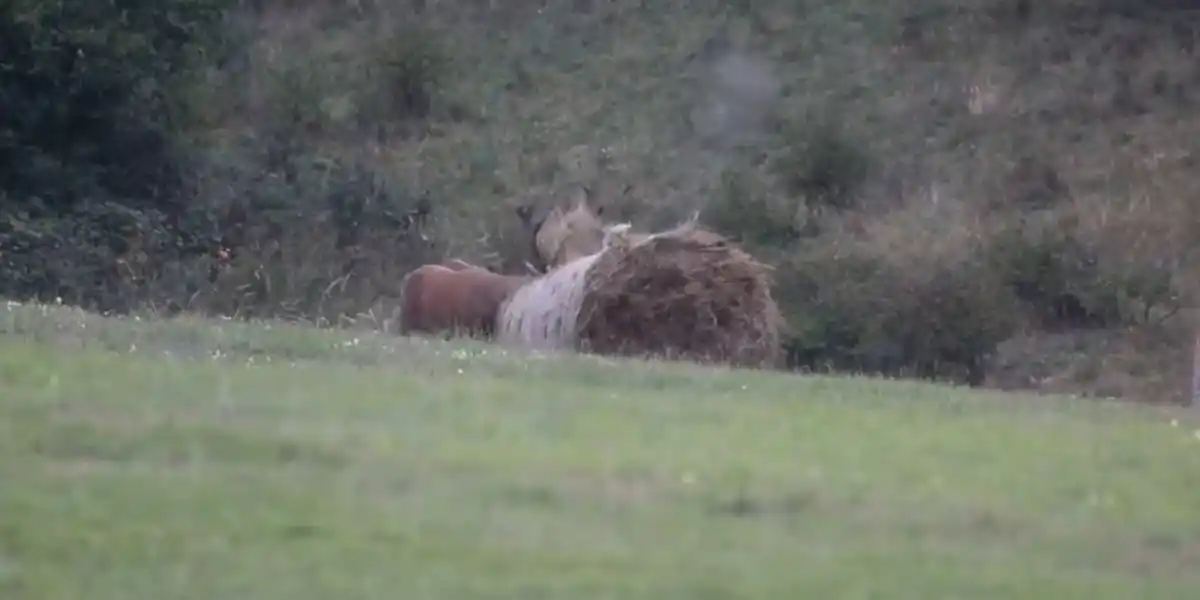 [Vidéo] Un cerf fait une démonstration de sa puissance sur une balle de foin