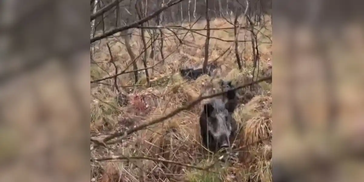 [Vidéo] Un sanglier manque de peu la jambe d’un chasseur lors d’une charge