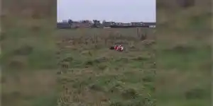 chien-de-chasse-de-Noel