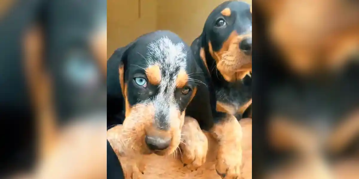 [Vidéo] Un chien de chasse avec des yeux envoûtants